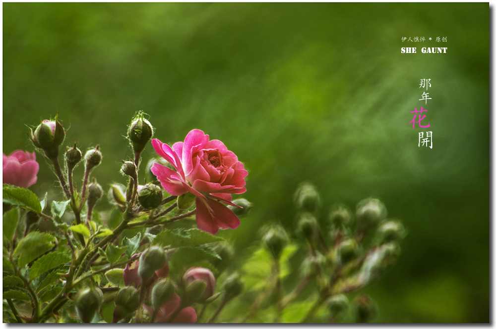 【那年花开】系列之4