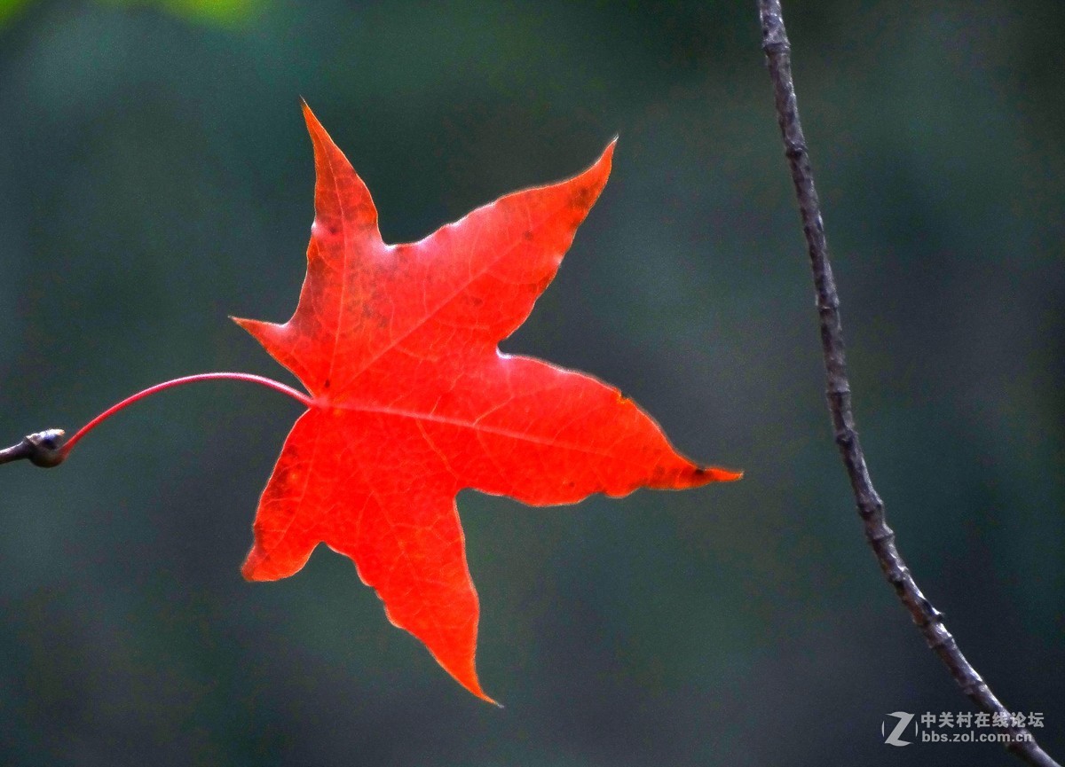 楓葉紅了