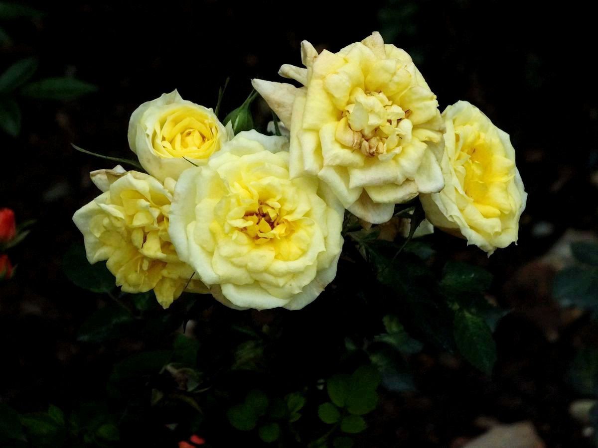 #ZOL月赛-三月风光无限好#花卉