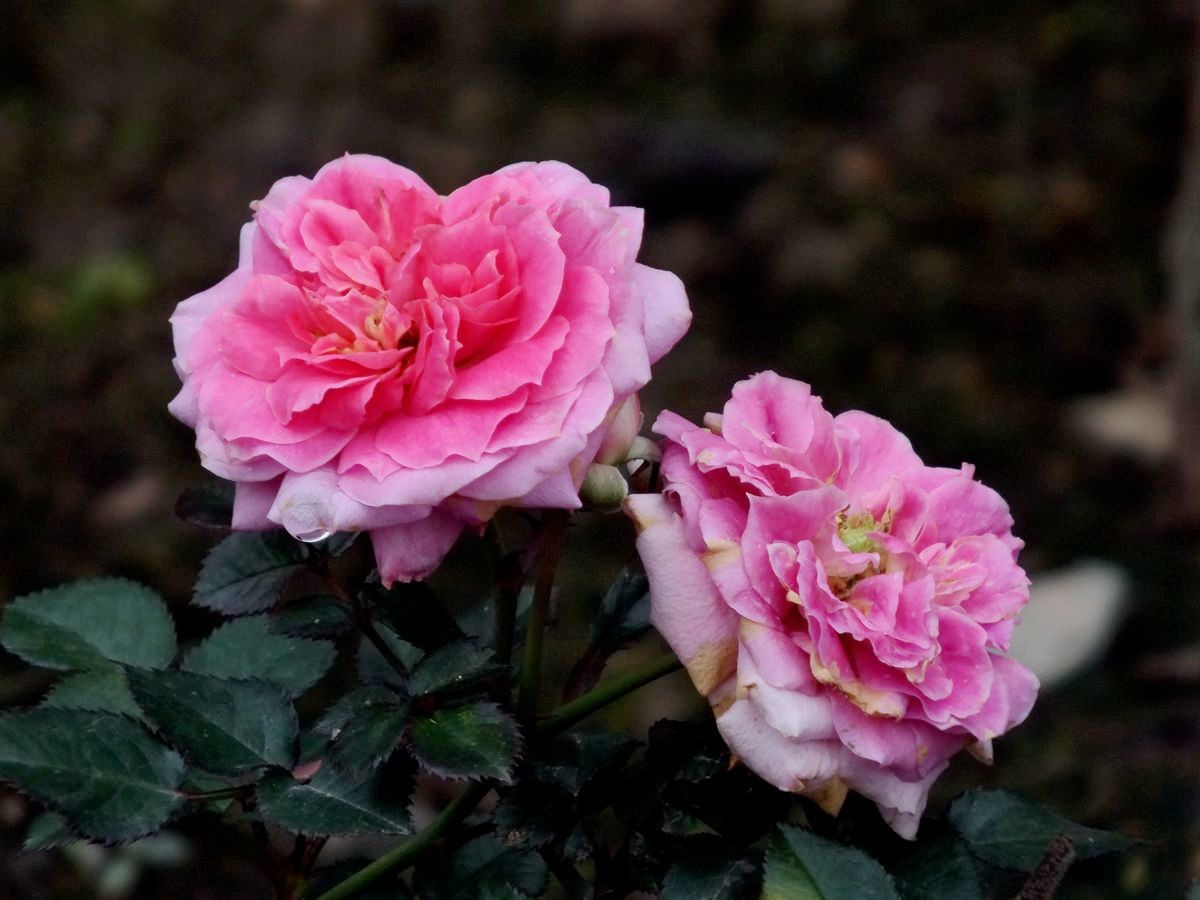 #ZOL月赛-三月风光无限好#花卉