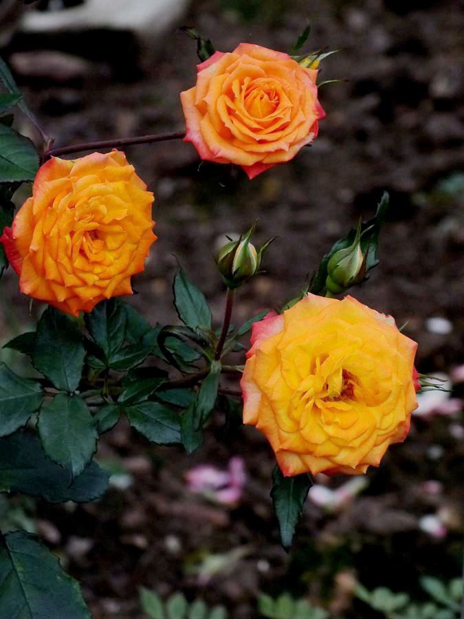 #ZOL月赛-三月风光无限好#花卉