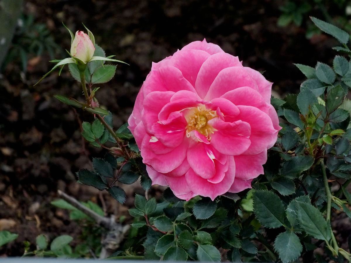 #ZOL月赛-三月风光无限好#花卉