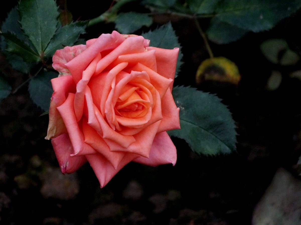 #ZOL月赛-三月风光无限好#花卉