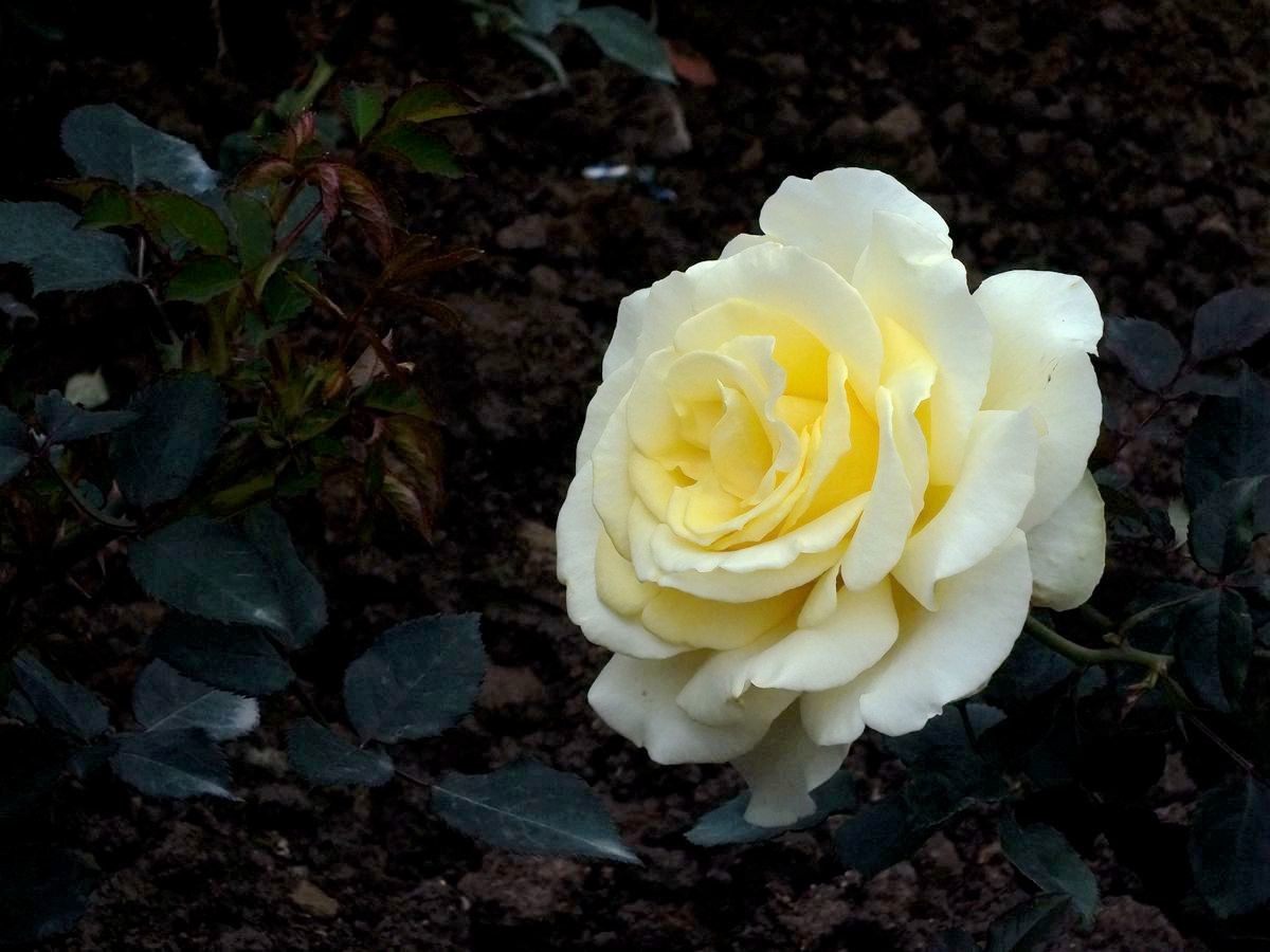 #ZOL月赛-三月风光无限好#花卉