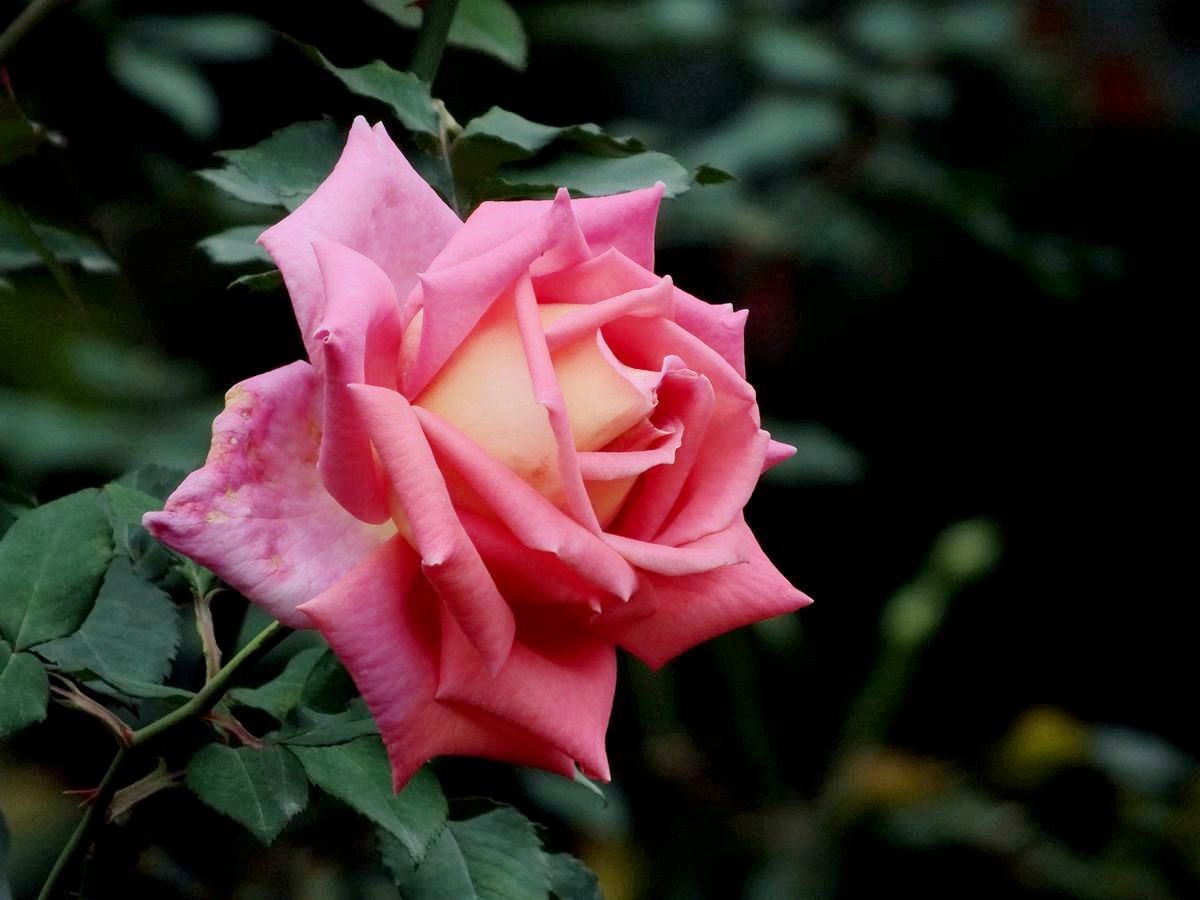 #ZOL月赛-三月风光无限好#花卉