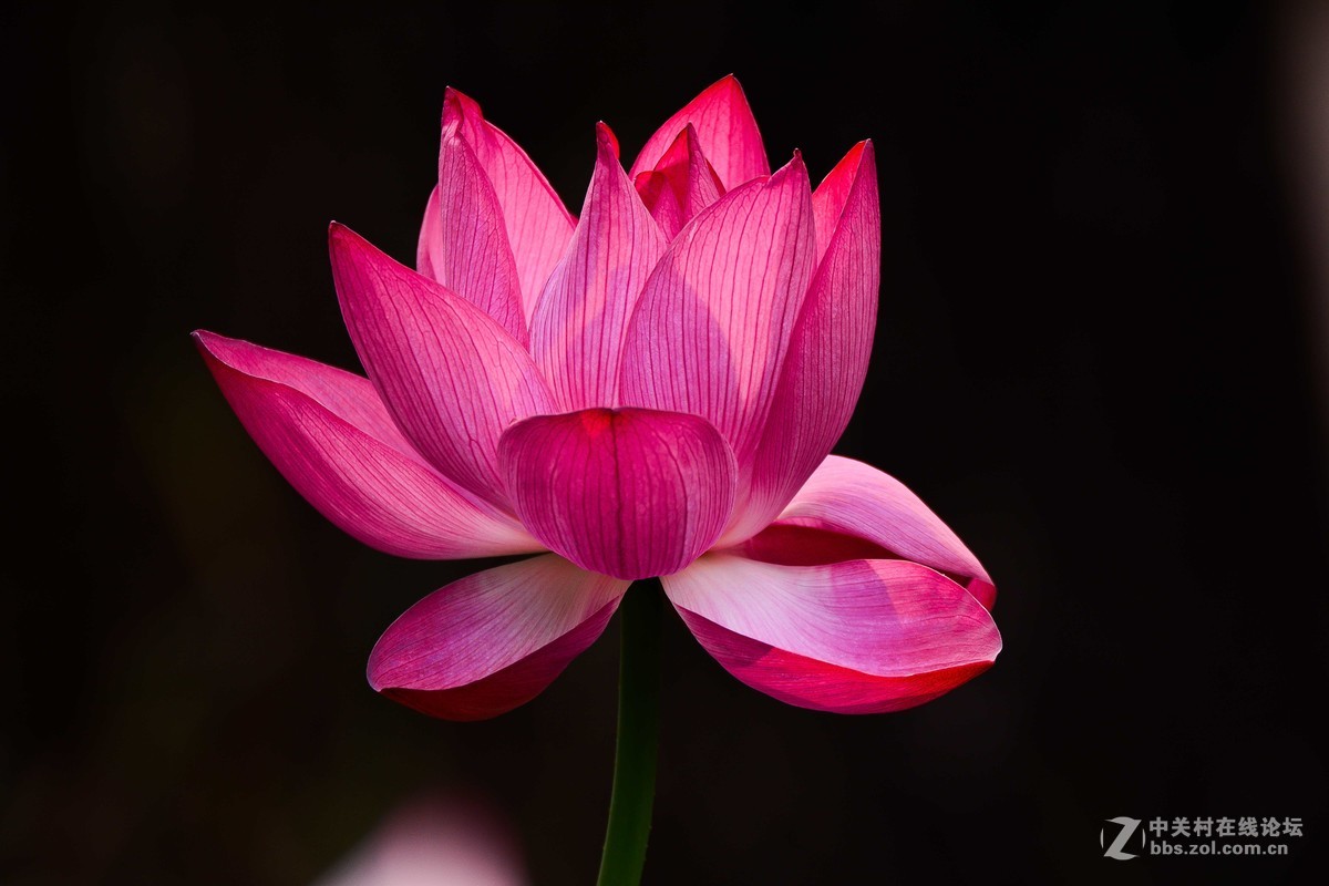 映日荷花别样红