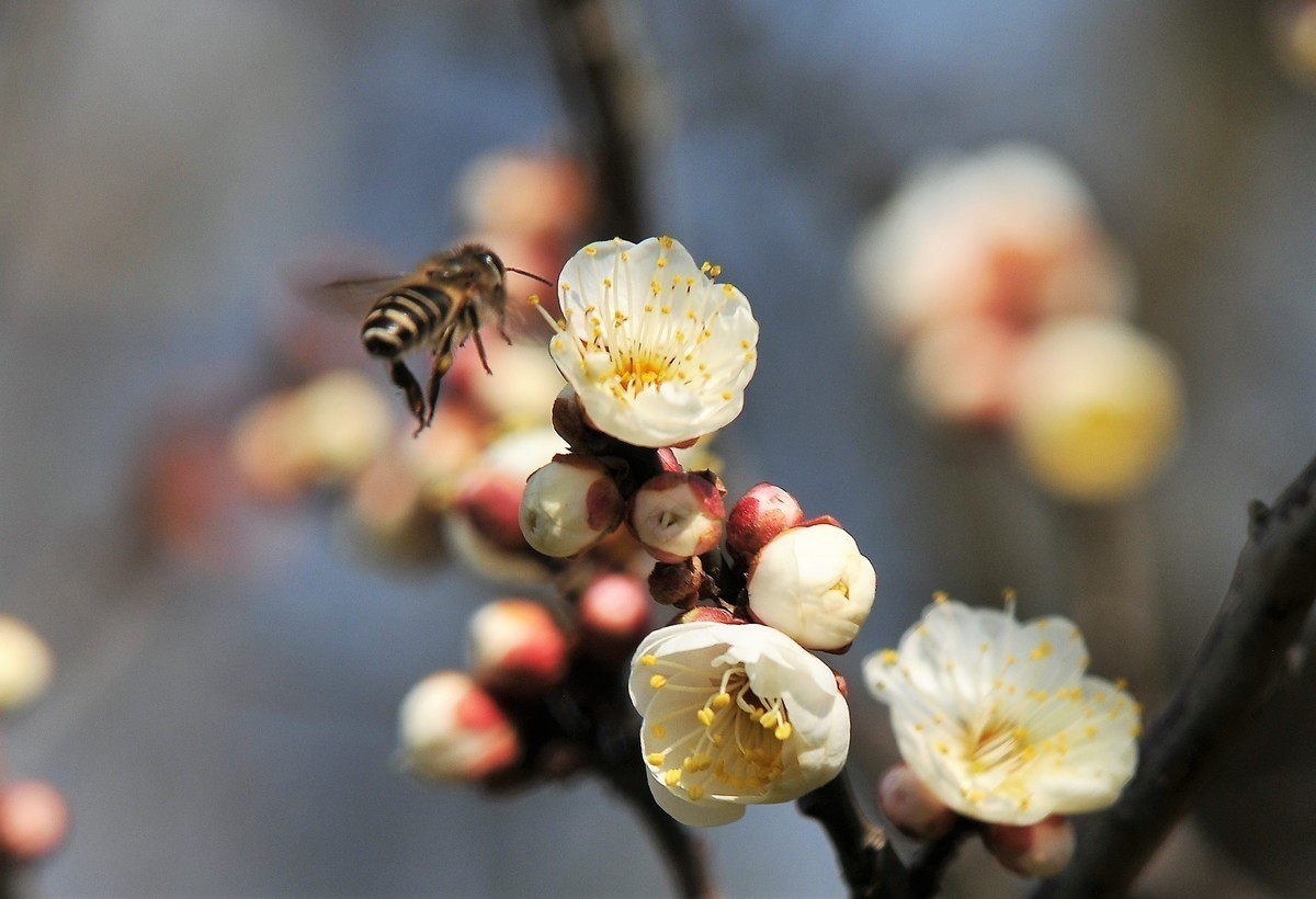 梅山铁矿小梅花山的梅花绽放。