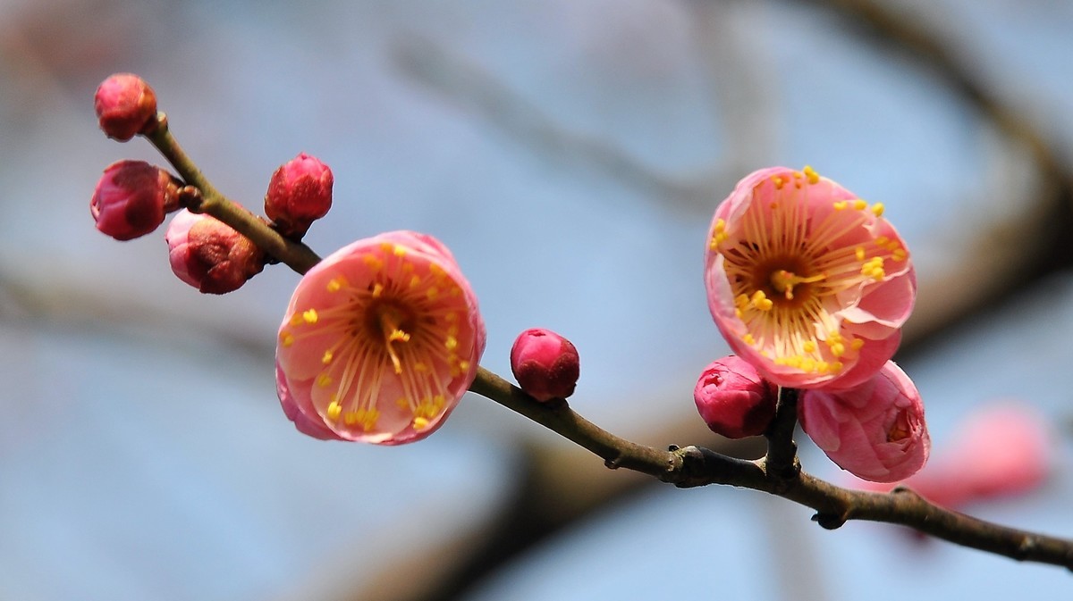 梅山铁矿小梅花山的梅花绽放。