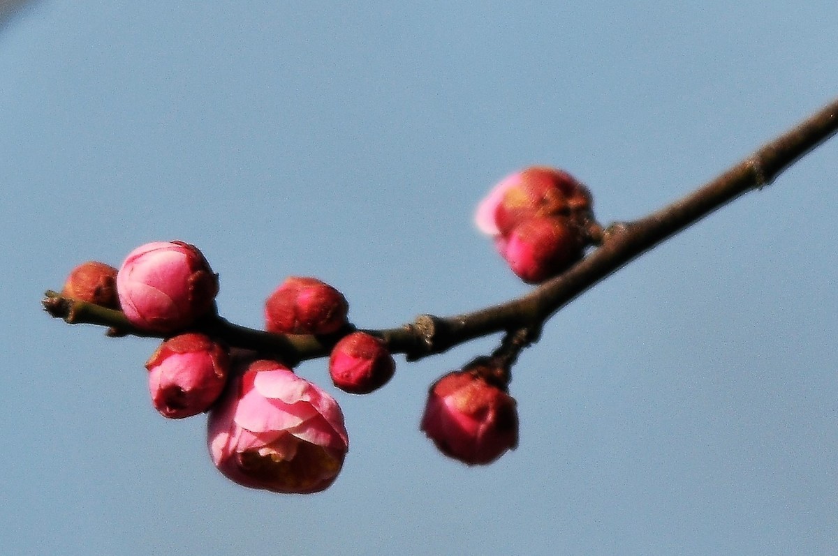 梅山铁矿小梅花山的梅花绽放。