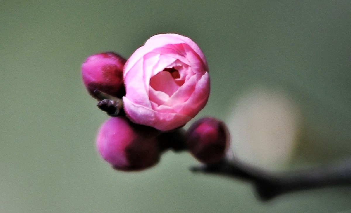 梅山铁矿小梅花山的梅花绽放。