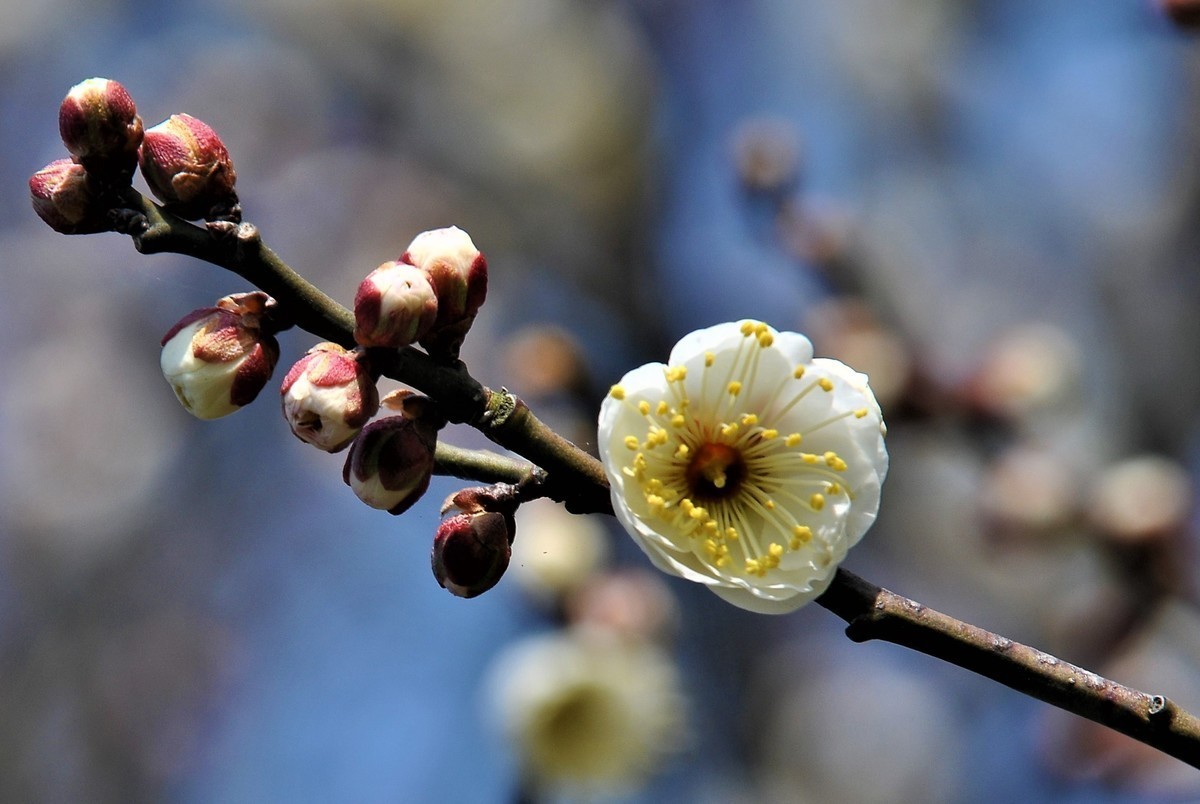 梅山铁矿小梅花山的梅花绽放。