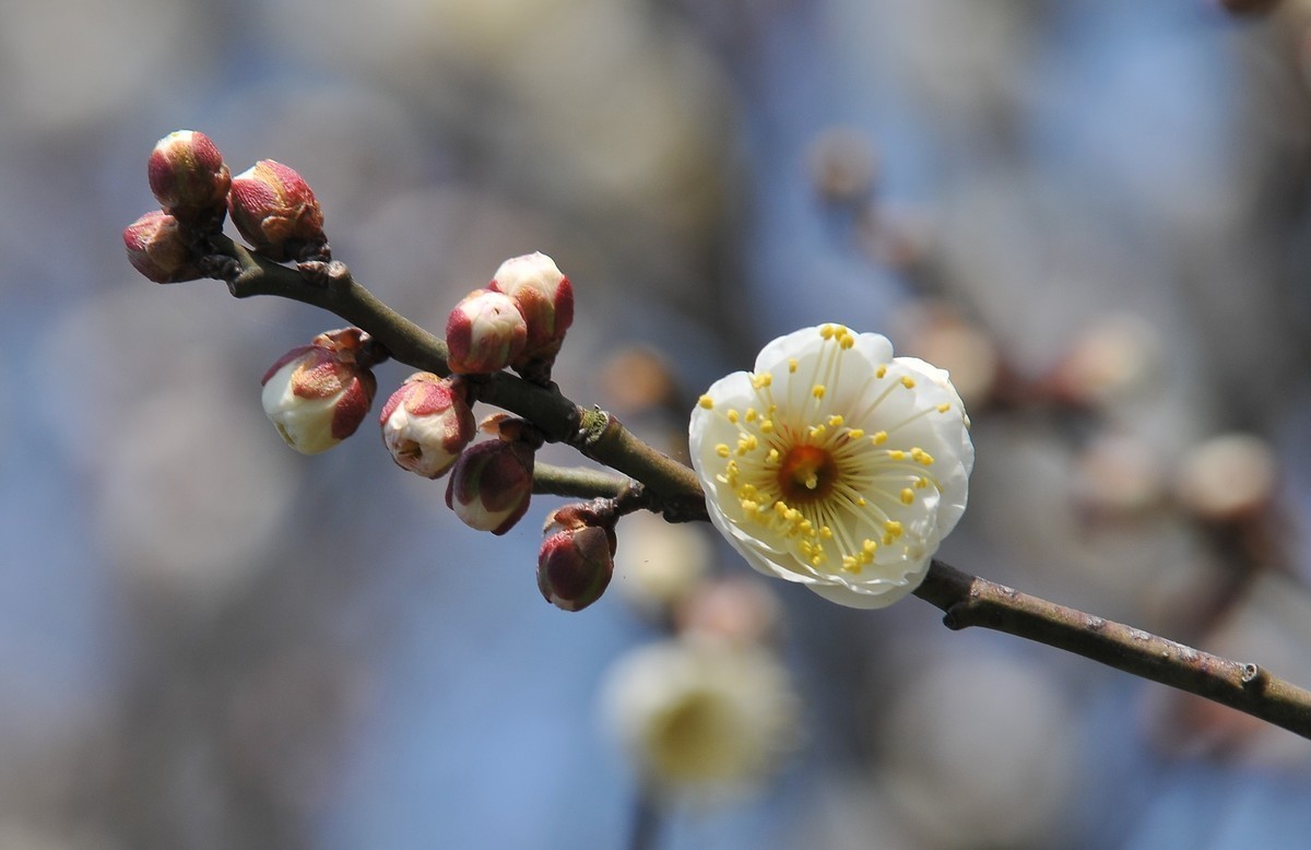 梅山铁矿小梅花山的梅花绽放。