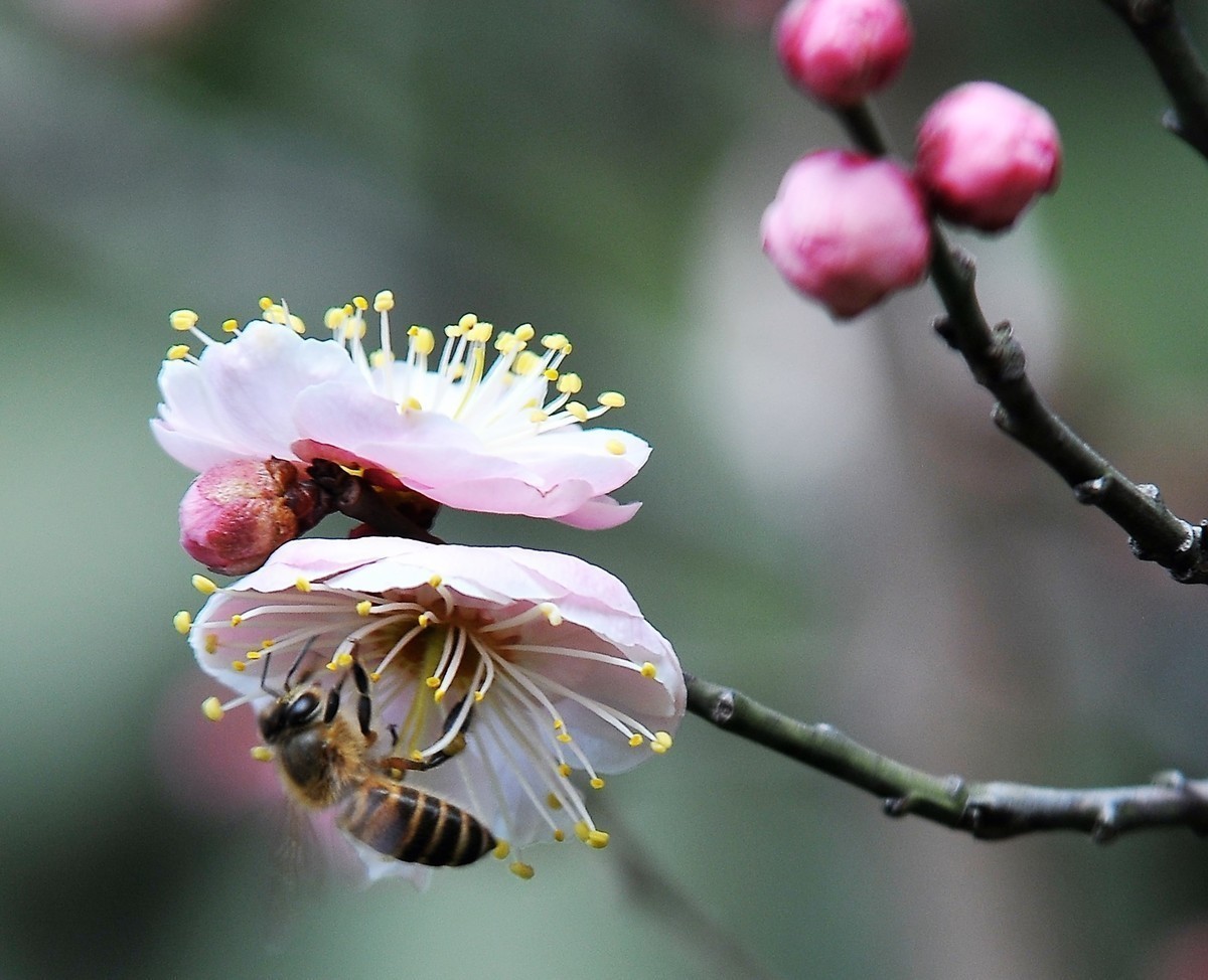 梅山铁矿小梅花山的梅花绽放。