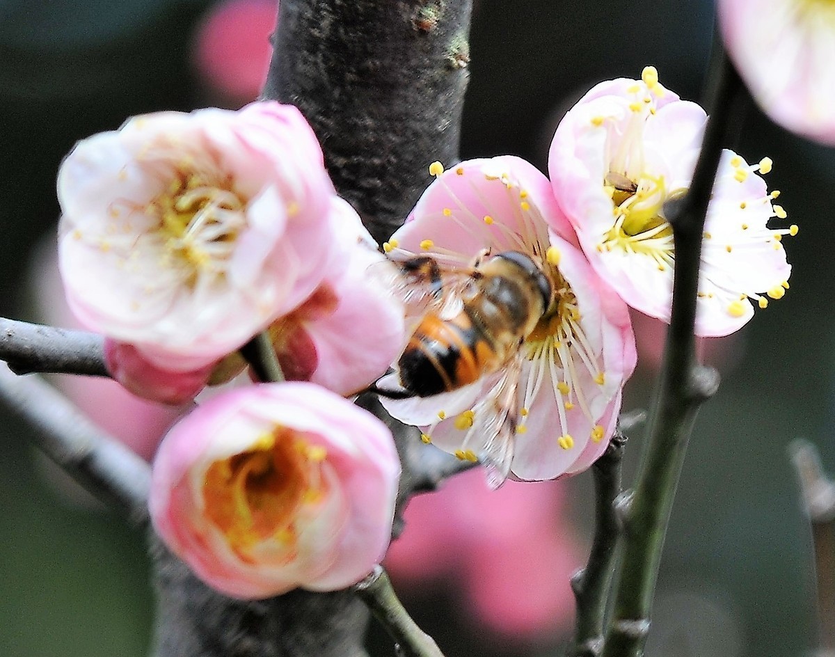 梅山铁矿小梅花山的梅花绽放。