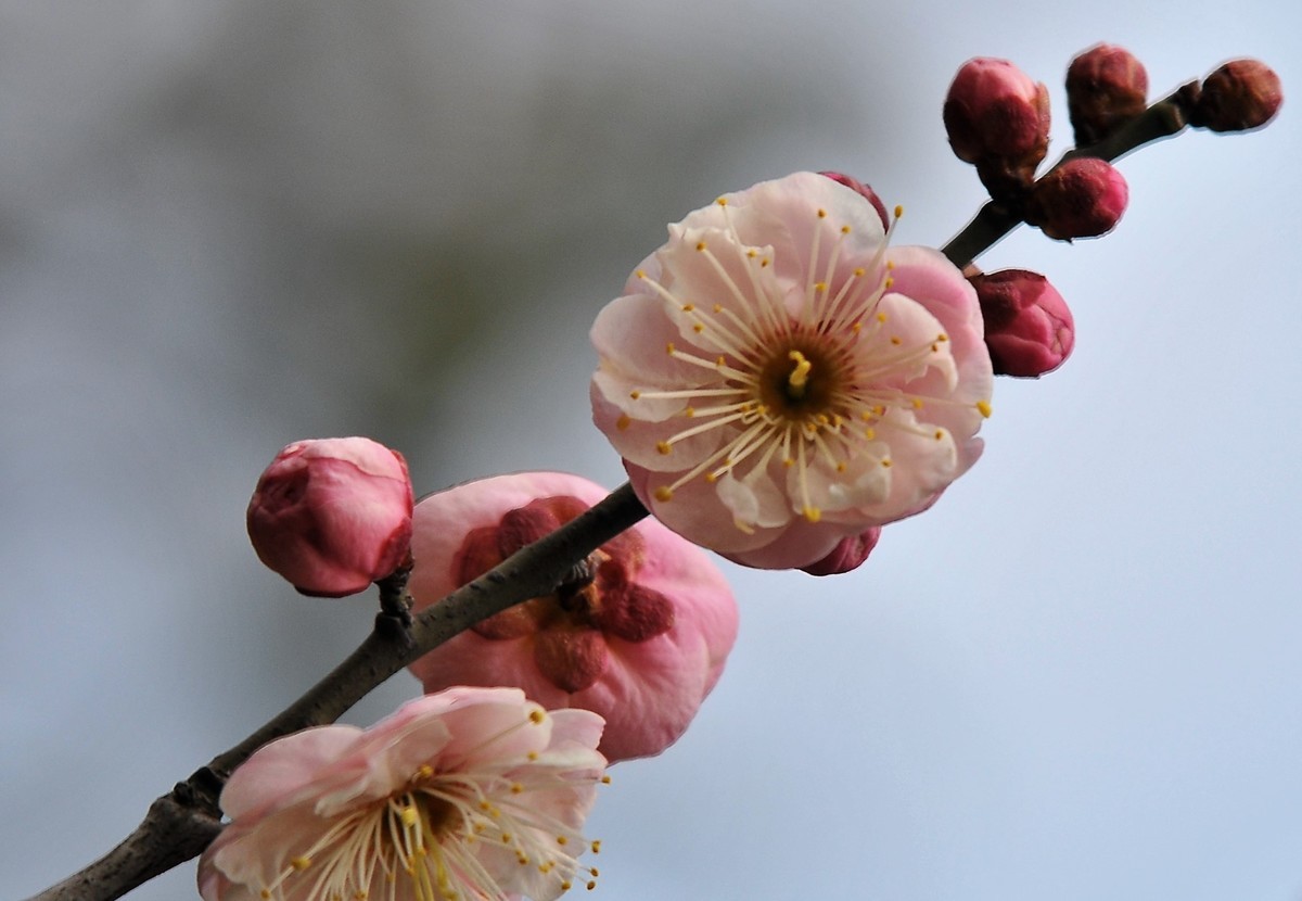 梅山铁矿小梅花山的梅花绽放。