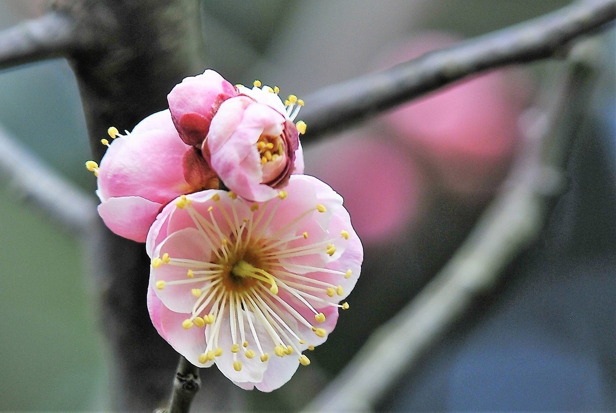 梅山铁矿小梅花山的梅花绽放。