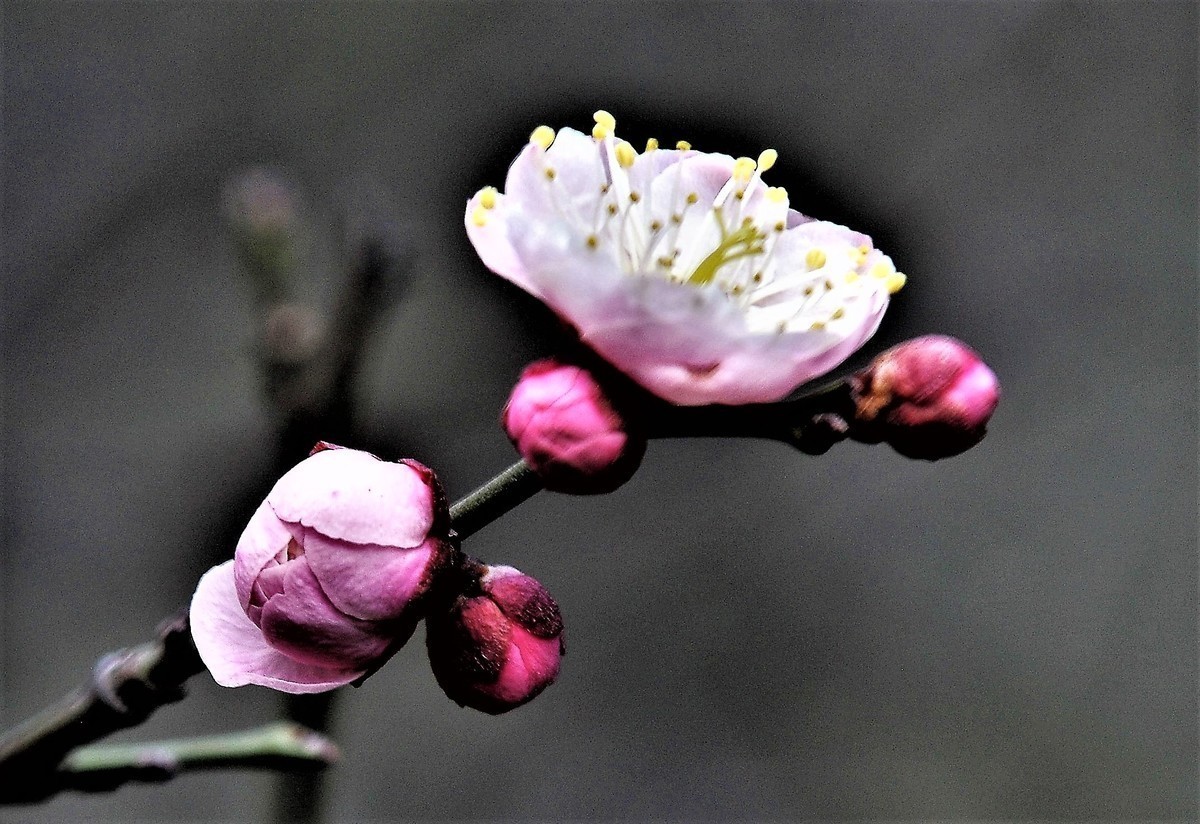 梅山铁矿小梅花山的梅花绽放。