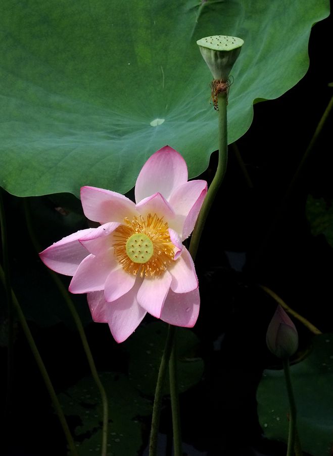 荔荷艳影  （27）