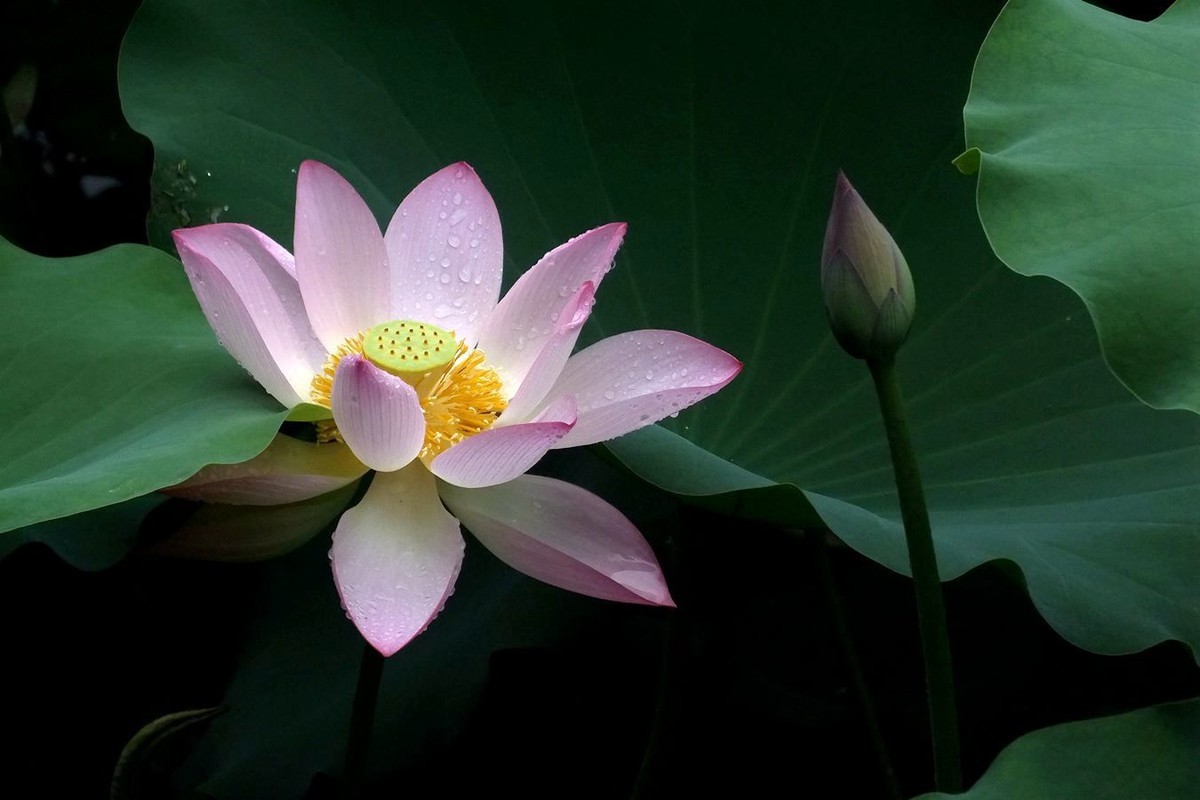 荔荷艳影  （27）