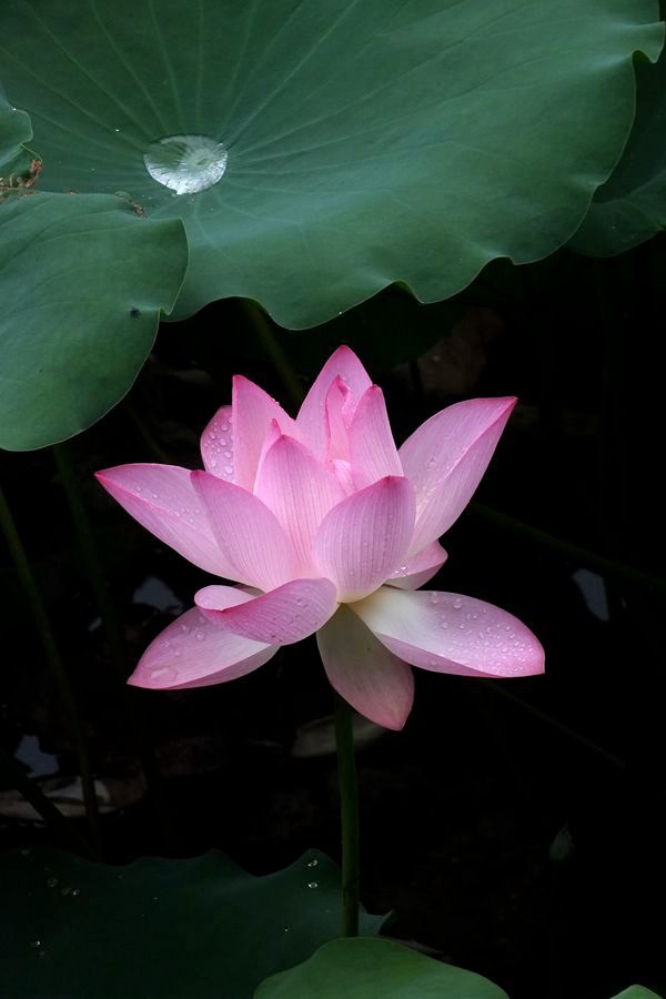 荔荷艳影  （27）