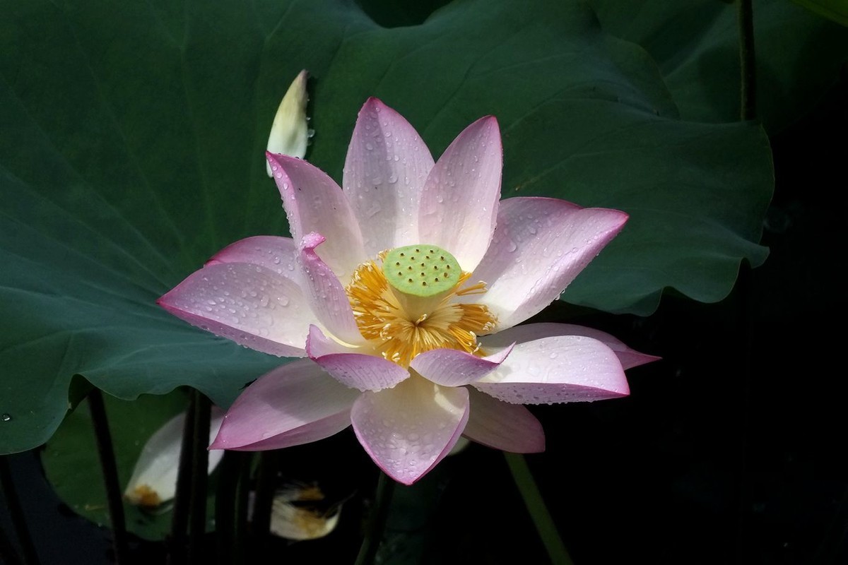 荔荷艳影  （27）