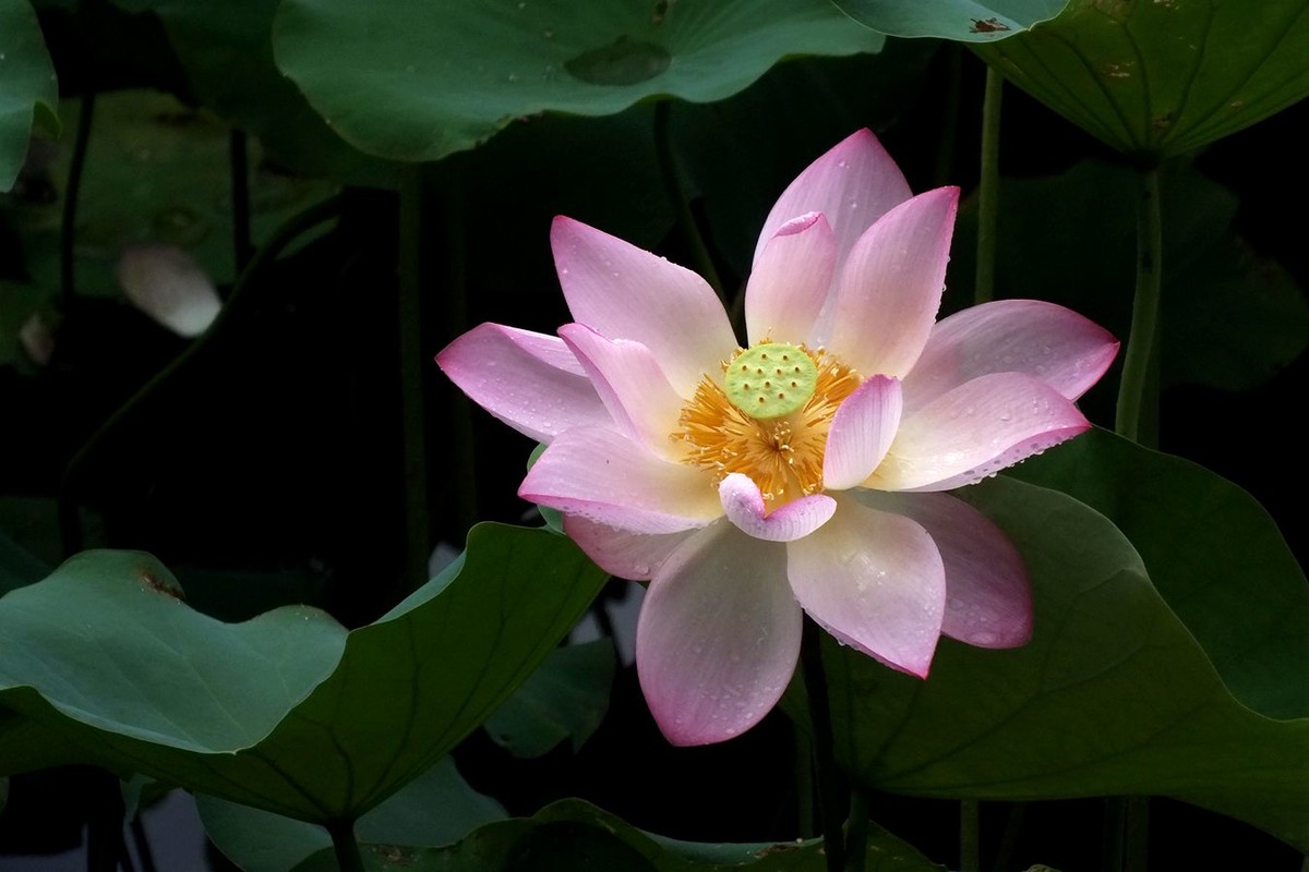 荔荷艳影  （27）