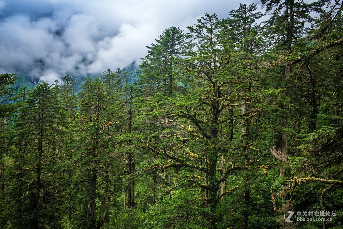 海螺沟国家森林公园随拍
