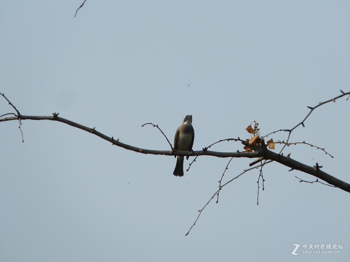 初学抓拍运动中的鸟儿，感到技术和设备都跟不上哦。