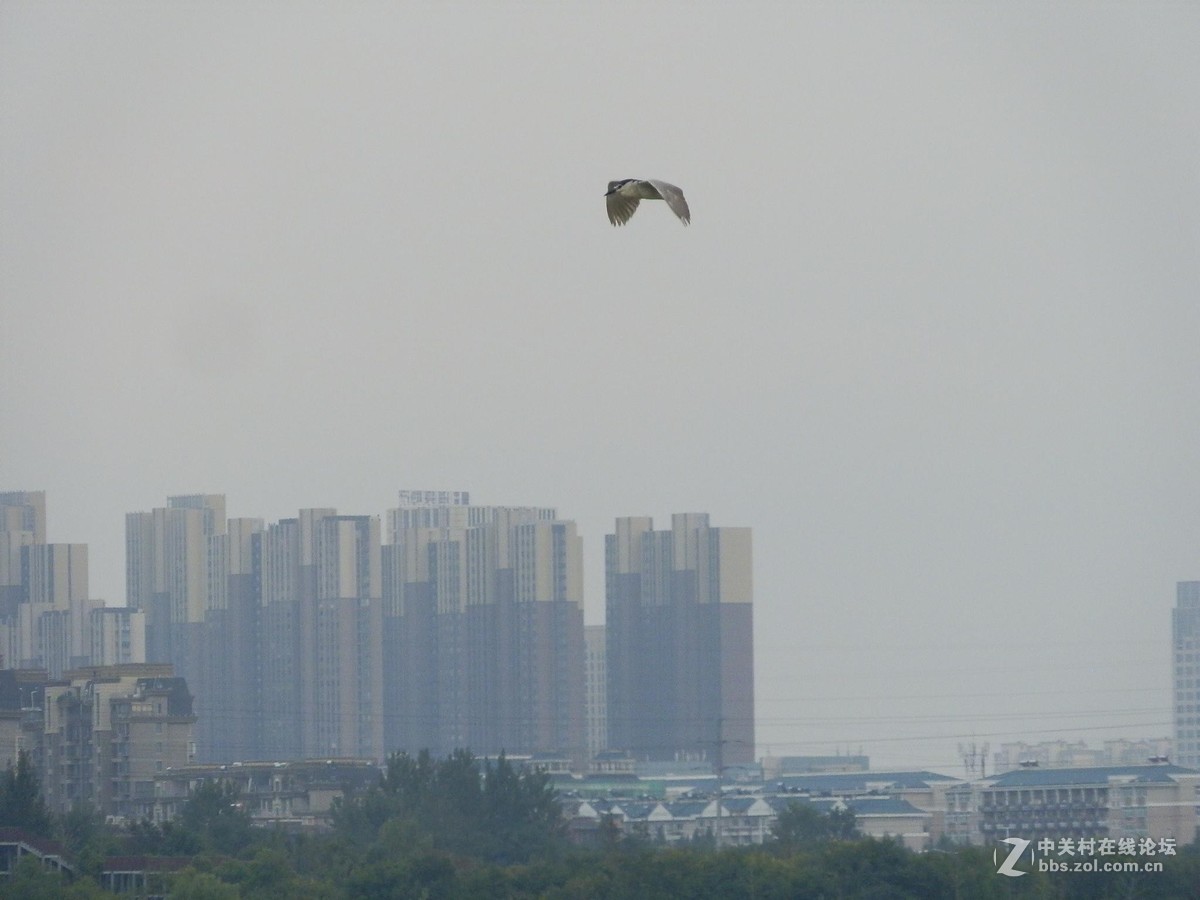 初学抓拍运动中的鸟儿，感到技术和设备都跟不上哦。