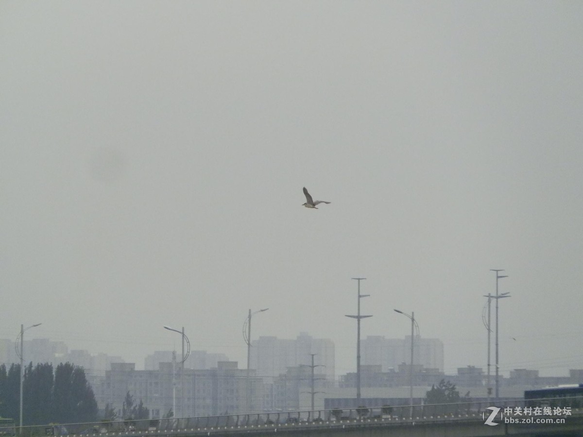 初学抓拍运动中的鸟儿，感到技术和设备都跟不上哦。