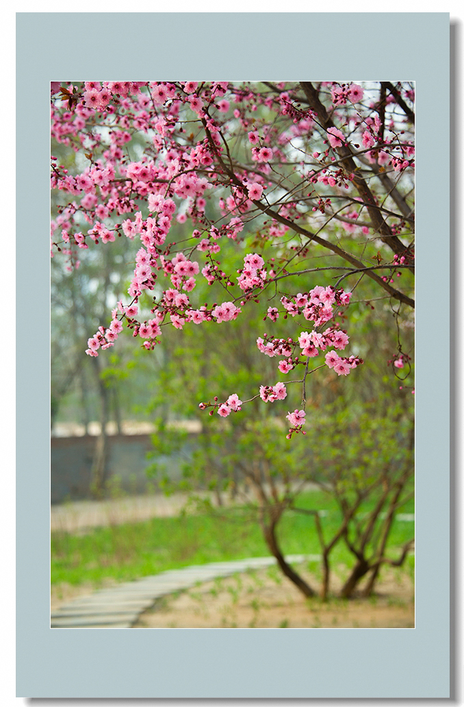 春色--莲花池