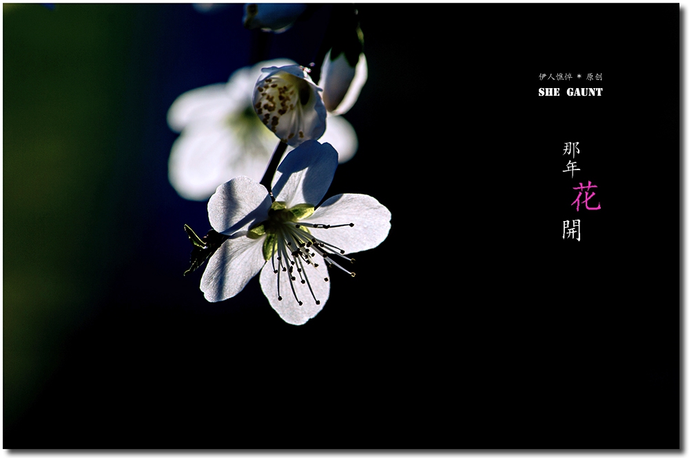 【那年花开】系列之4