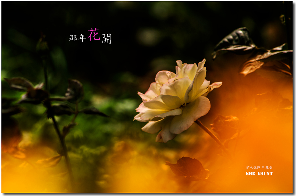 【那年花开】系列之4