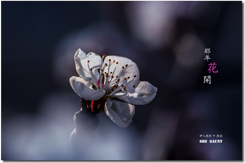 【那年花开】系列之4