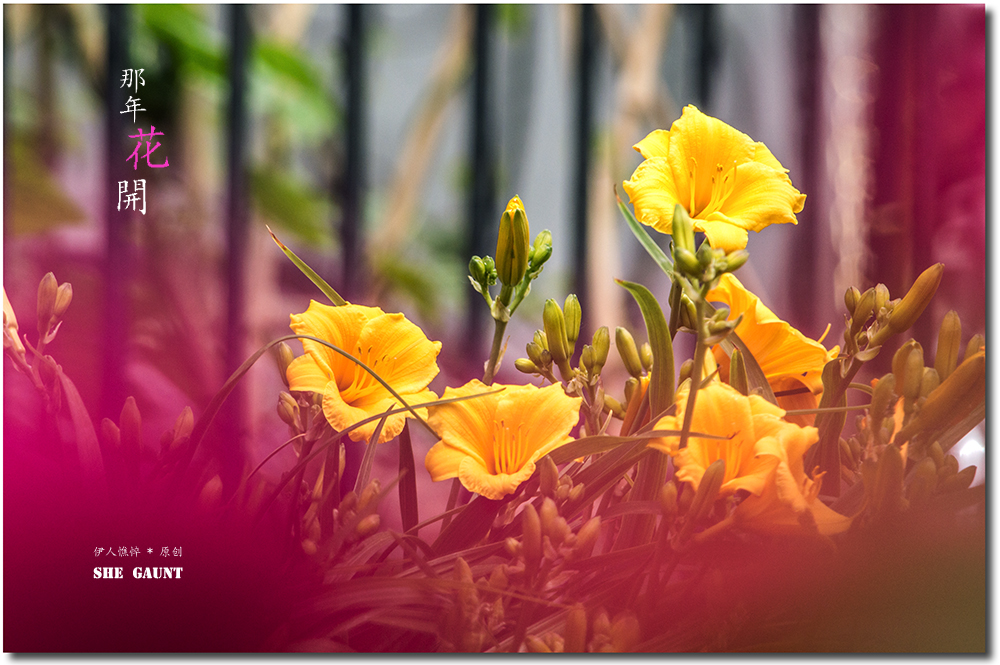 【那年花开】系列之4