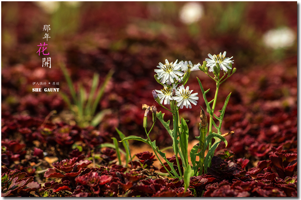 【那年花开】系列之4