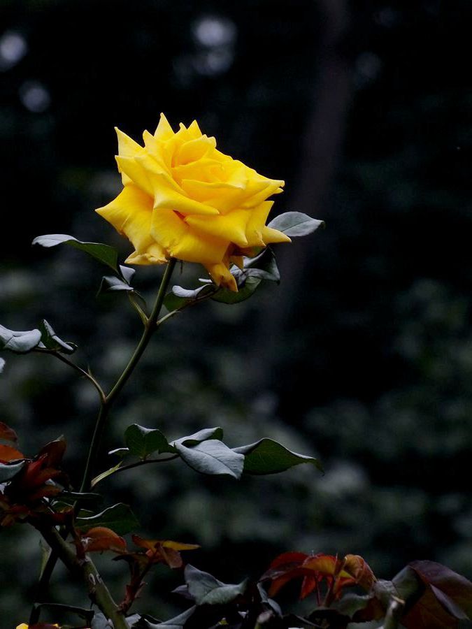 #ZOL月赛-三月风光无限好#花卉