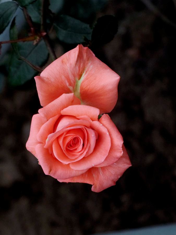 #ZOL月赛-三月风光无限好#花卉