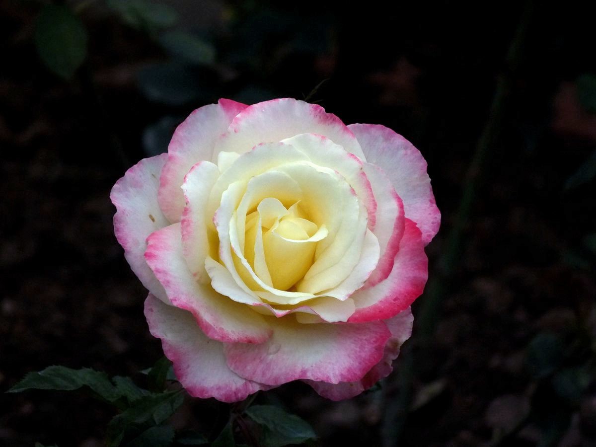 #ZOL月赛-三月风光无限好#花卉