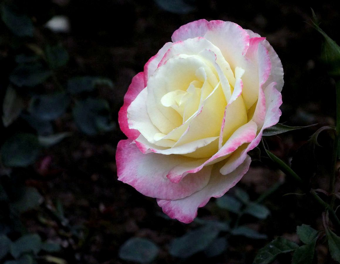 #ZOL月赛-三月风光无限好#花卉