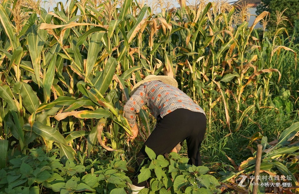 锄禾日当午，汗滴禾下土。 谁知盘中餐，粒粒皆辛苦。
