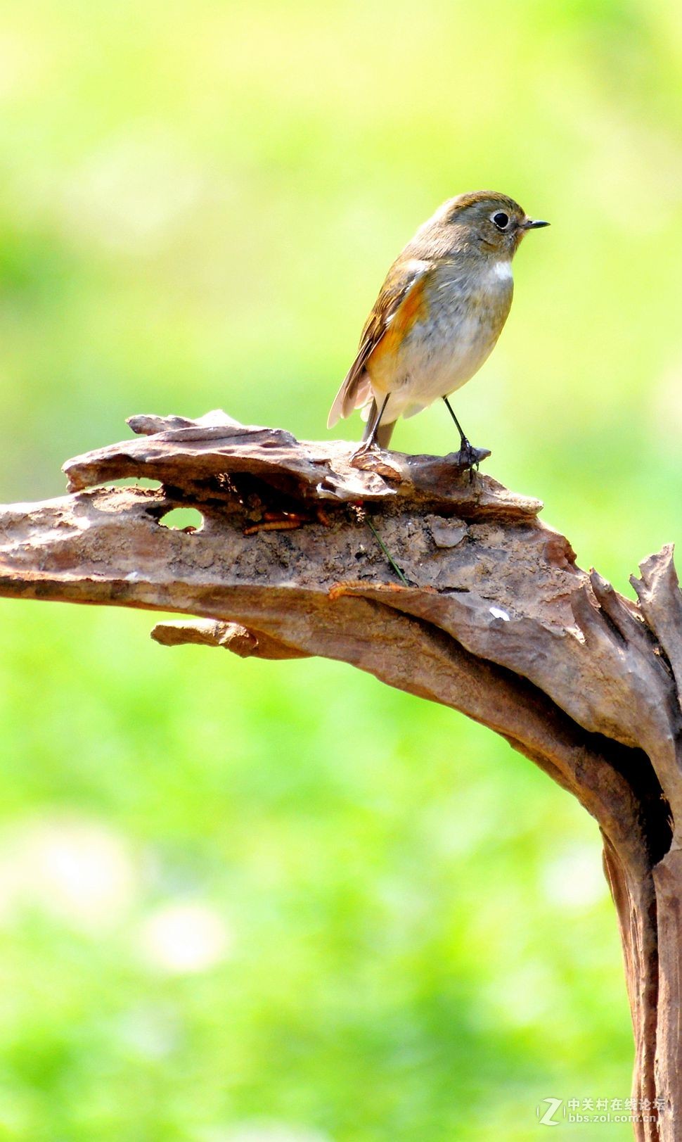 一只可爱小小鸟