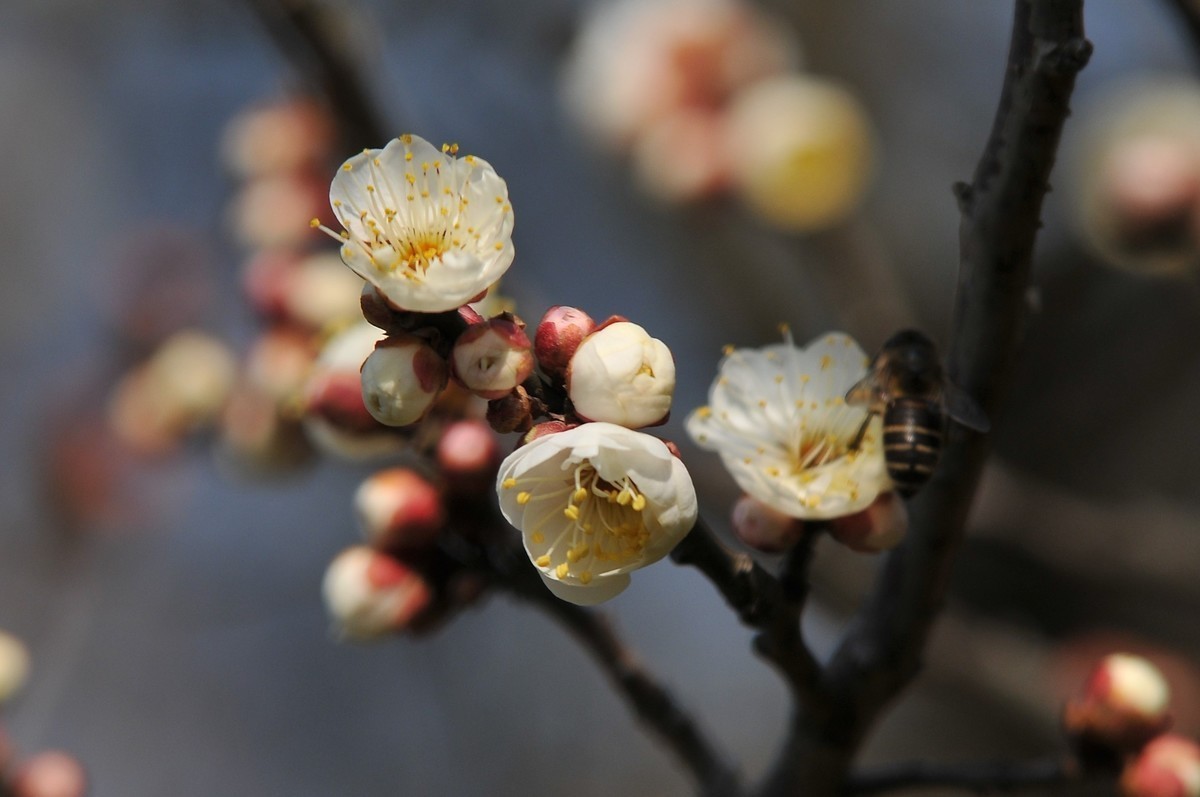 梅山铁矿小梅花山的梅花绽放。