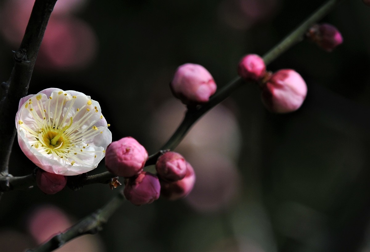 梅山铁矿小梅花山的梅花绽放。