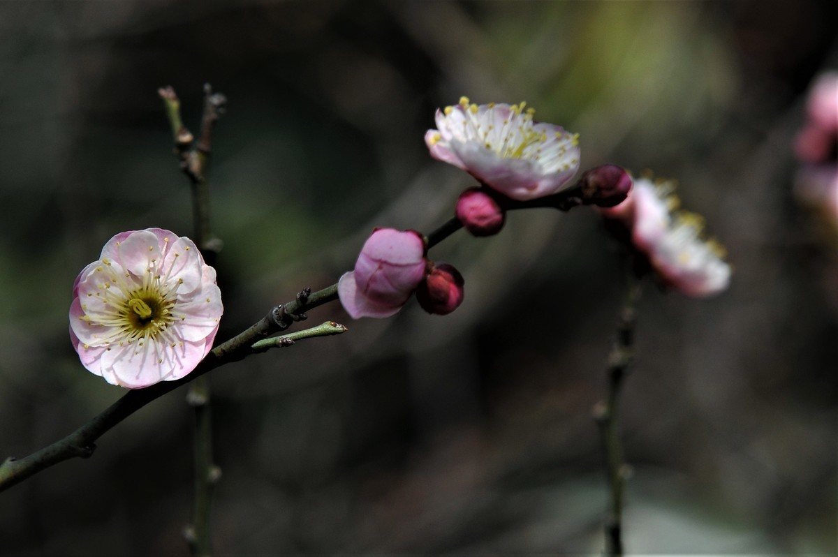 梅山铁矿小梅花山的梅花绽放。