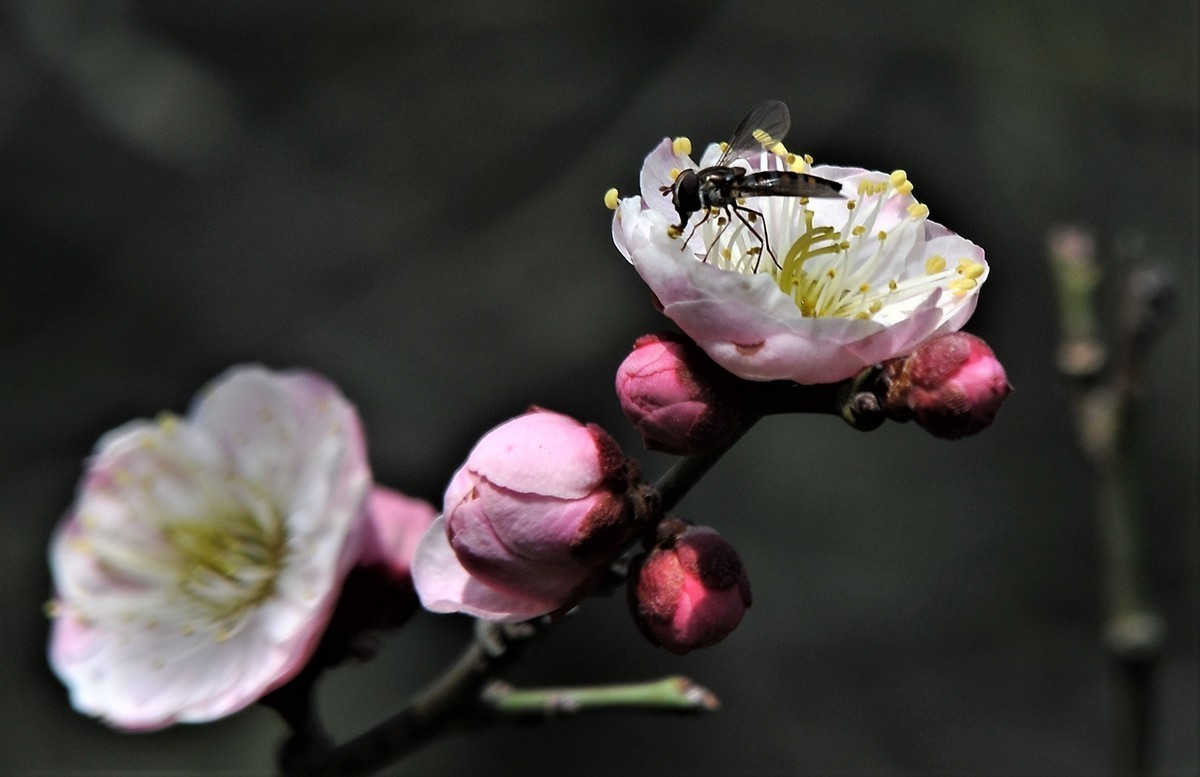 梅山铁矿小梅花山的梅花绽放。