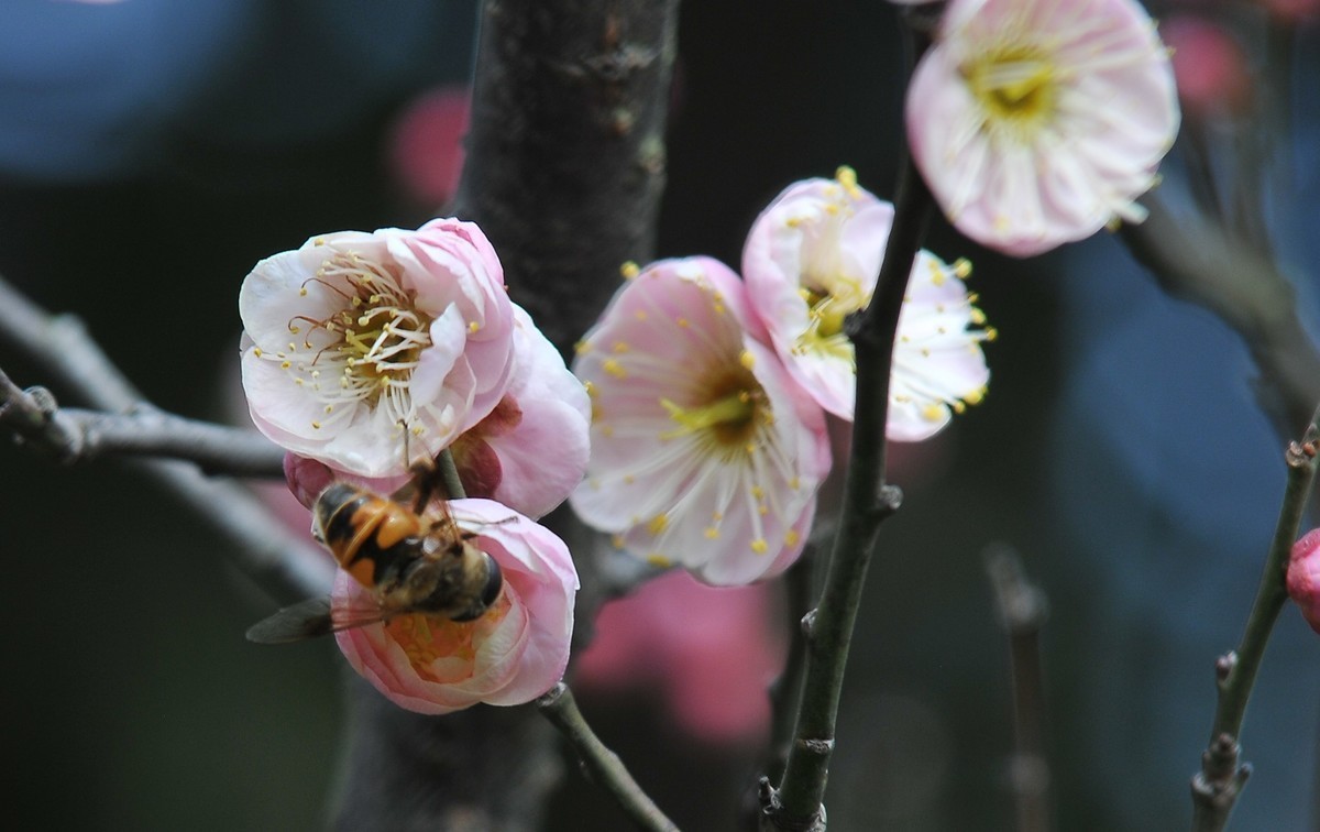 梅山铁矿小梅花山的梅花绽放。