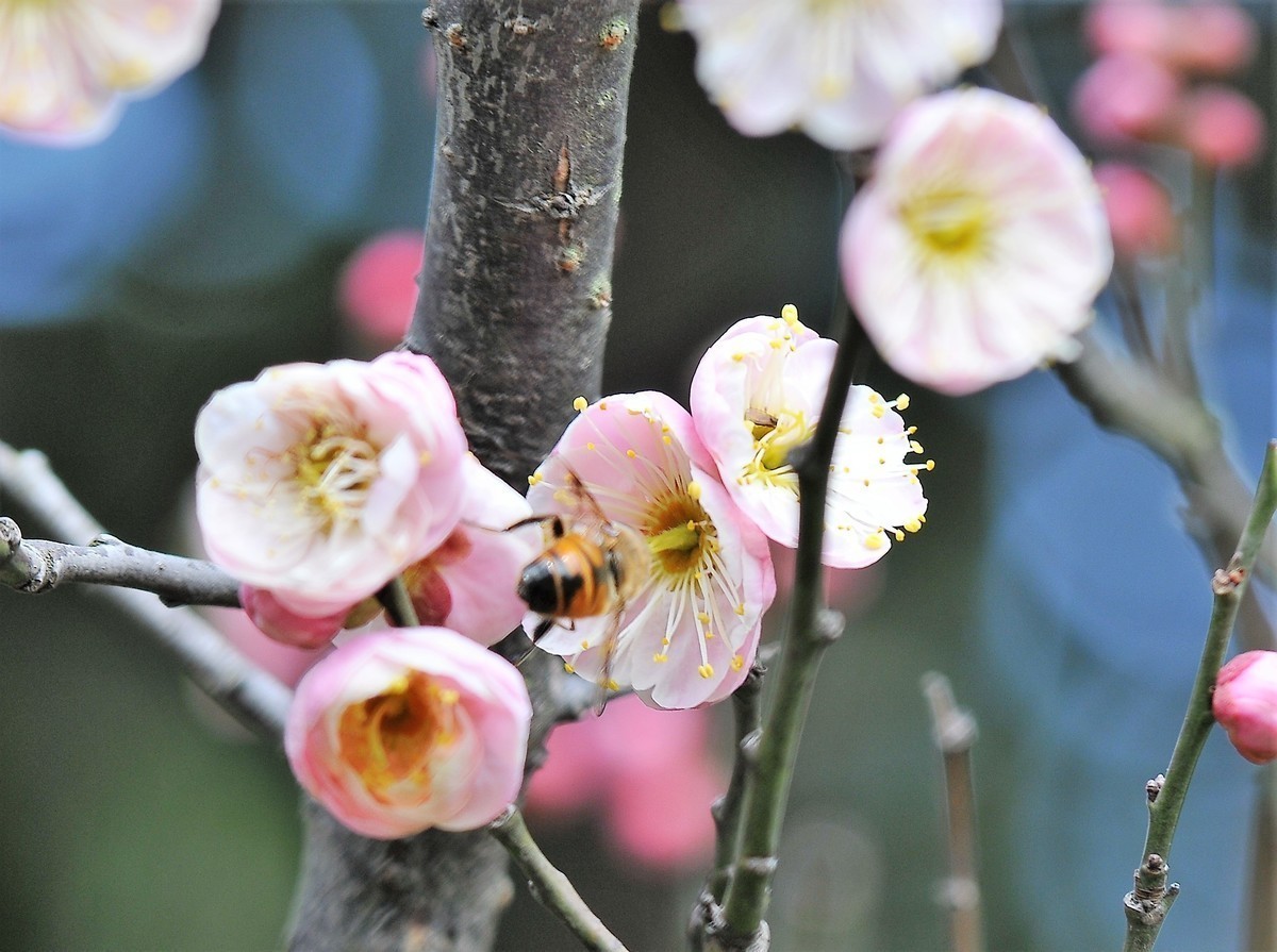 梅山铁矿小梅花山的梅花绽放。
