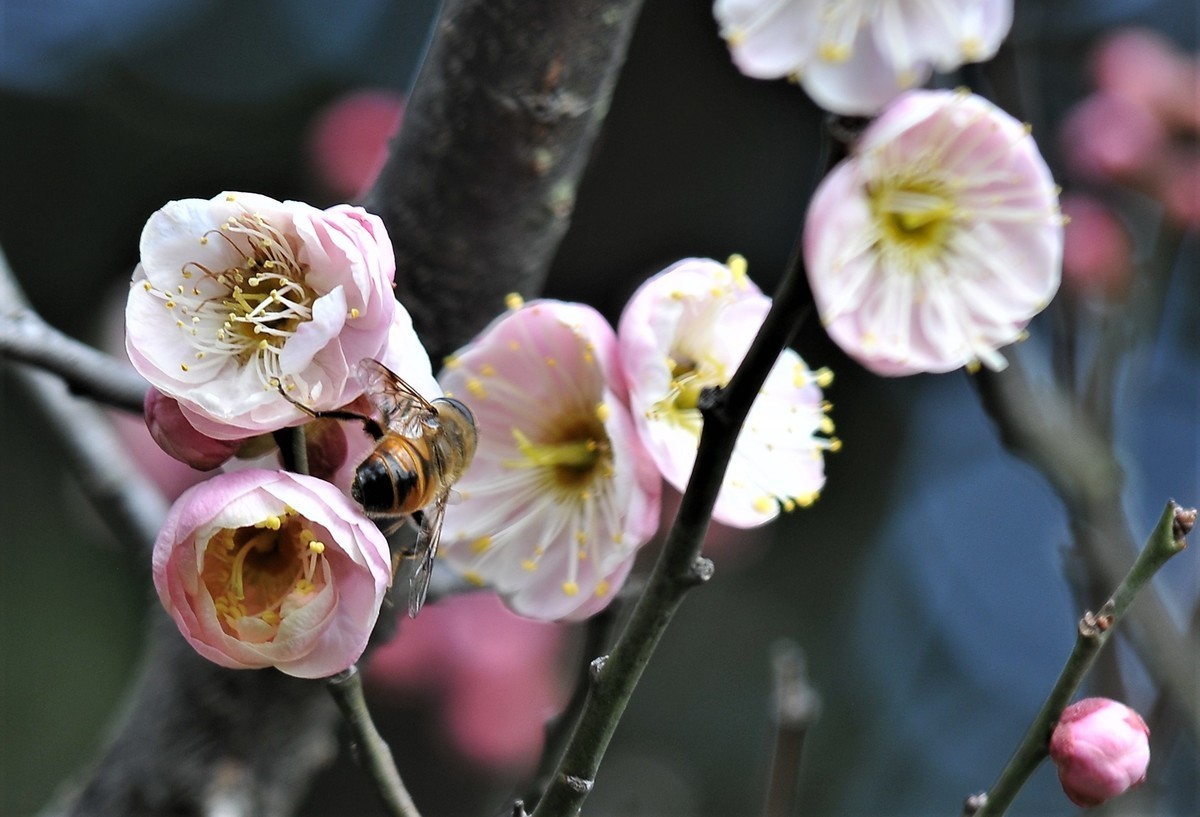 梅山铁矿小梅花山的梅花绽放。