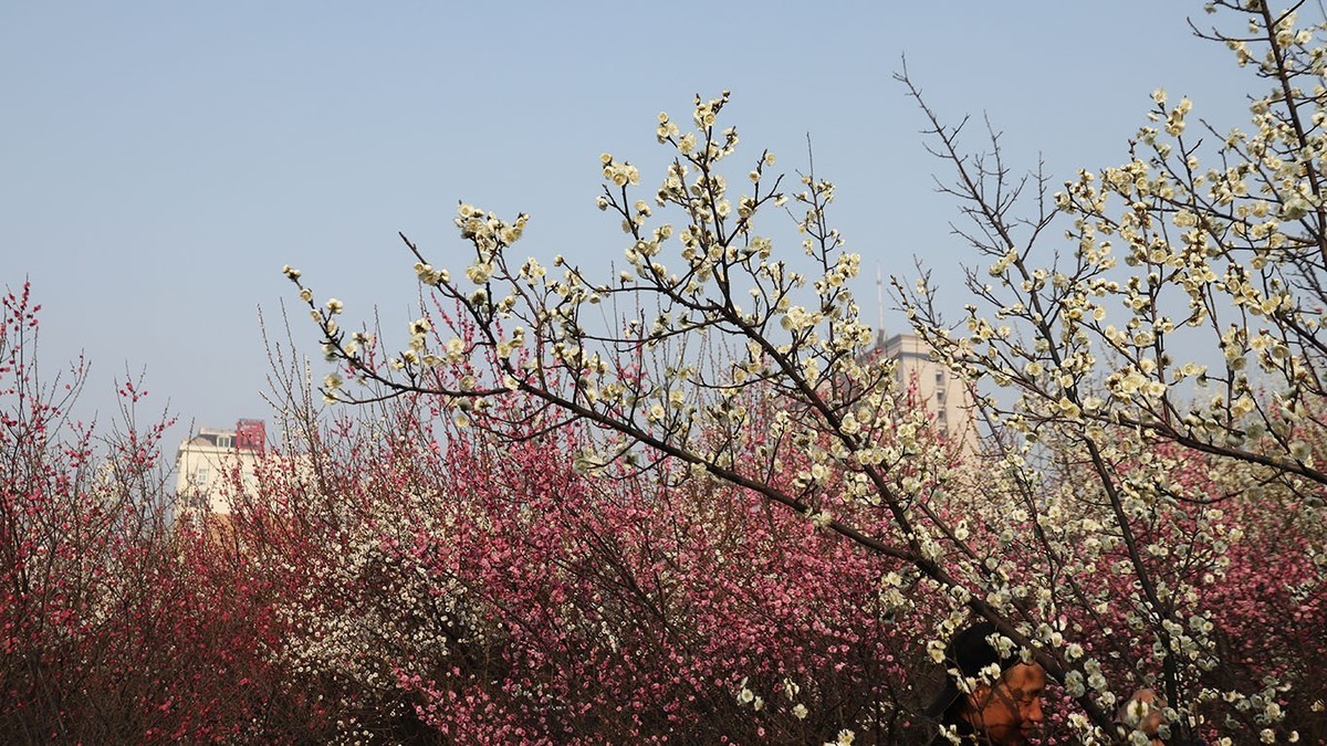 梅花园抓拍